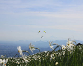 Pian delle Nere, narcisi, volare - vieni al bed & breakfast l'aBBaino